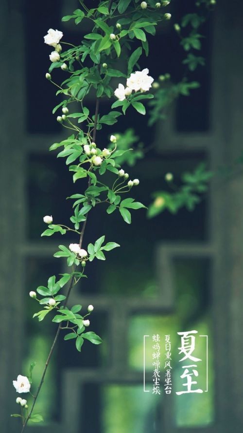 夏日风景图片花草微信皮肤大全 夏日里的清凉风景图片