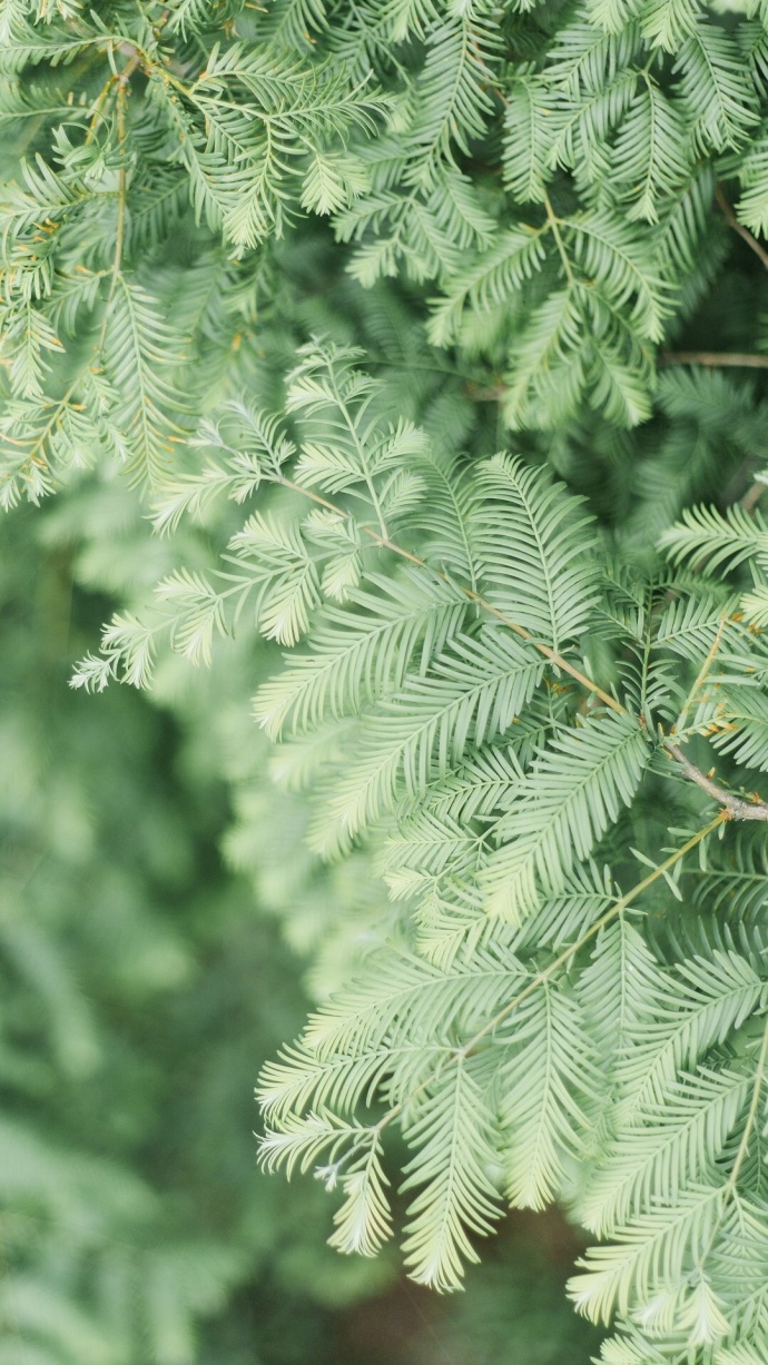 绿色植物系列绿色护眼壁纸大全 好看的真实花草风景图片