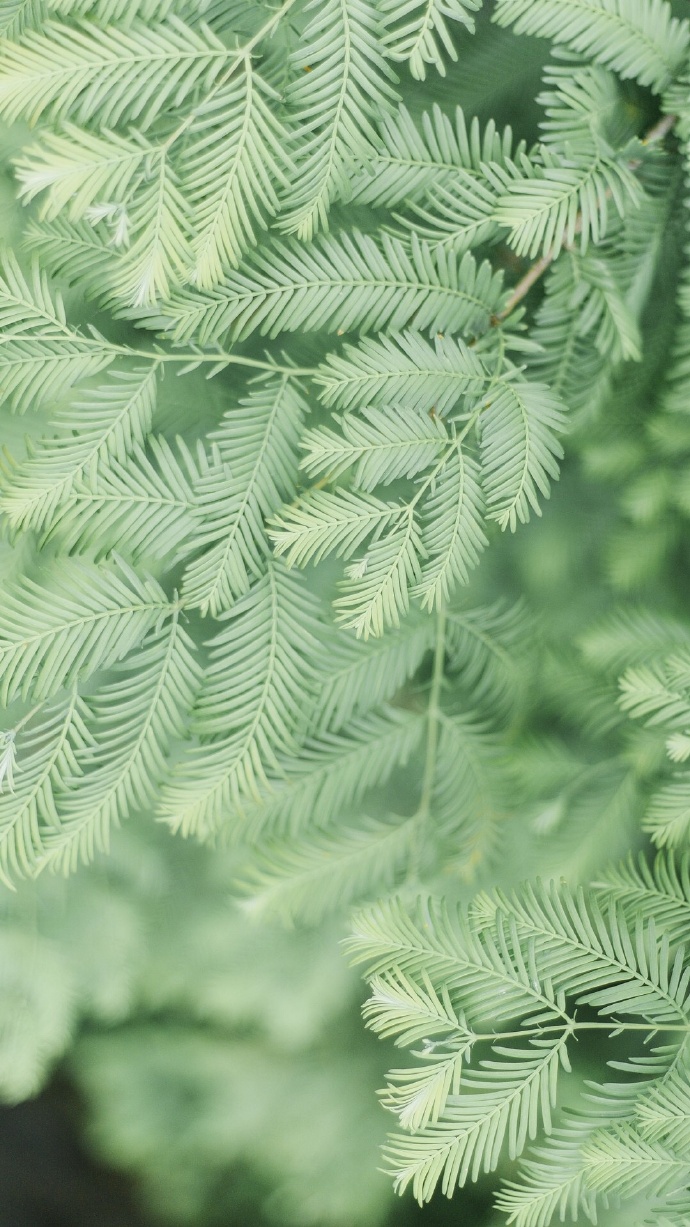 绿色植物系列绿色护眼壁纸大全 好看的真实花草风景图片