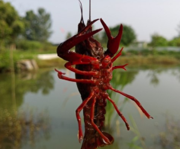 夏季钓龙虾的朋友圈文案 钓虾的乐趣说说