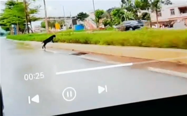 躲大象后又救羊 阿维塔车主雨天开启智驾：华为NCA轻松绕行