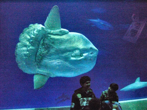 日本水族馆最反常动物：翻车鱼绝食 竟用假人治好了