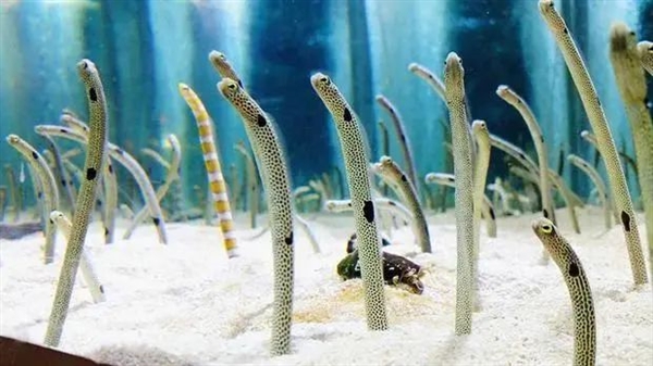 日本水族馆最反常动物：翻车鱼绝食 竟用假人治好了