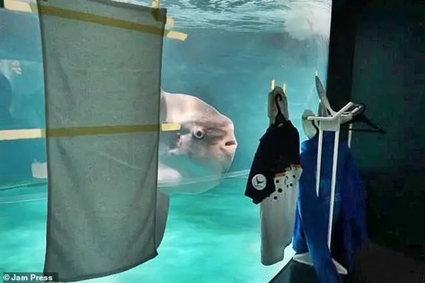 日本水族馆最反常动物：翻车鱼绝食 竟用假人治好了