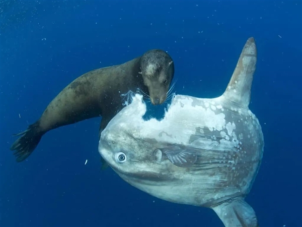 日本水族馆最反常动物：翻车鱼绝食 竟用假人治好了