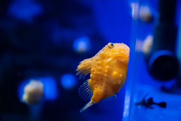 灰不溜秋像个脑袋 深海外星生物太恐怖！嗯 是鱼 很好吃