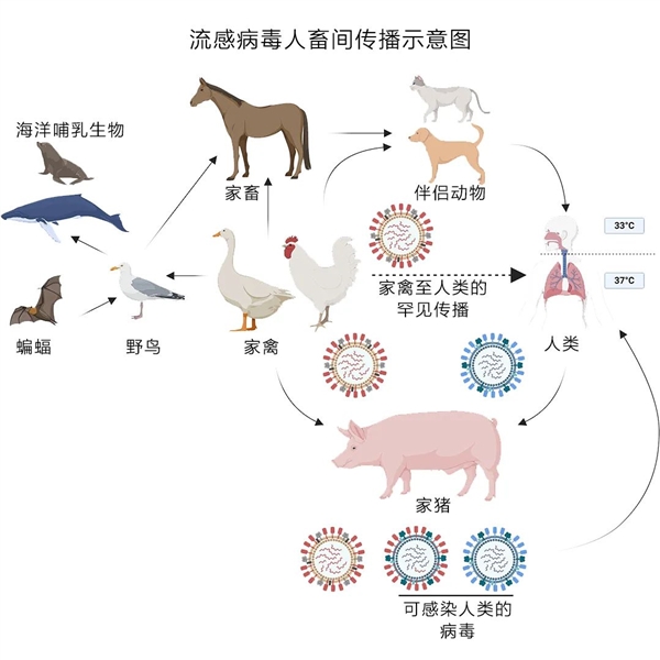 大S流感并发肺炎突然去世：区区流感 为何如此要命！